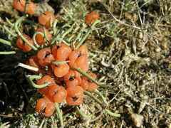 Ephedra monosperma