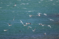 Sterna hirundinacea