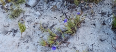 Aristea glauca