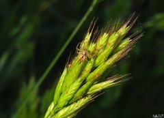 Philodromus aureolus