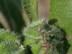 Graphocephala lugubris