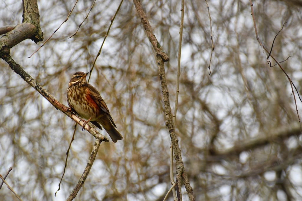 Redwing