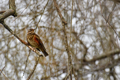 Redwing