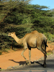 Camelus dromedarius