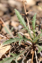 Cephalaria leucantha