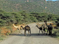 Camelus dromedarius