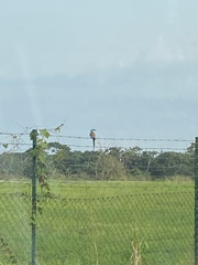 Coracias abyssinicus