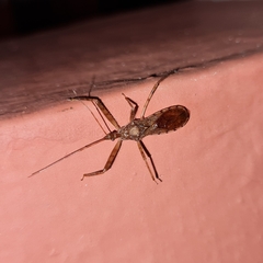 Rocconota annulicornis