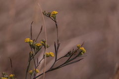 Bupleurum brachiatum