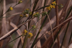 Bupleurum brachiatum