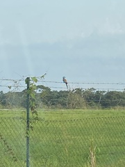Coracias abyssinicus