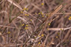 Bupleurum brachiatum
