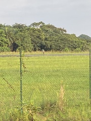 Coracias abyssinicus