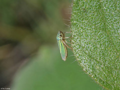 Graphocephala lugubris
