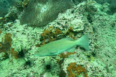 Plectropomus leopardus