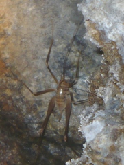 Dolichopoda