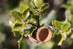 Quercus coccifera coccifera