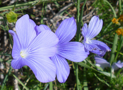 Linum narbonense