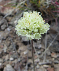 Eriogonum ovalifolium