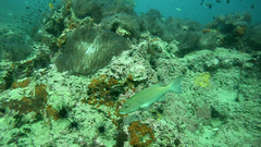 Plectropomus leopardus