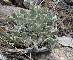 Eriogonum ovalifolium