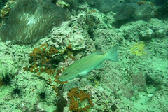 Plectropomus leopardus