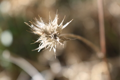 Bituminaria bituminosa