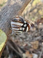 Dynamine postverta mexicana