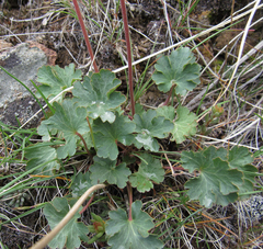 Heuchera parvifolia