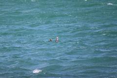 Tachyeres patachonicus