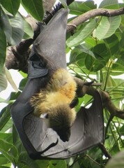 Pteropus seychellensis comorensis
