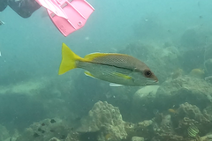 Lutjanus vitta