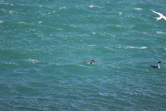 Poikilocarbo gaimardi