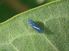 Graphocephala lugubris