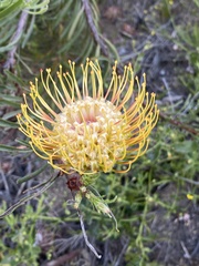 Leucospermum lineare