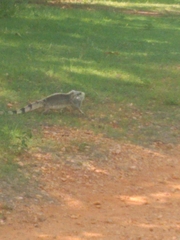 Iguana iguana iguana