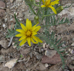 Crepis modocensis