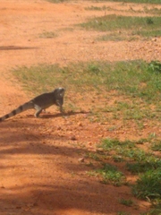 Iguana iguana iguana