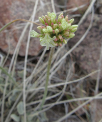 Eriogonum ovalifolium