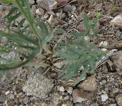 Crepis modocensis