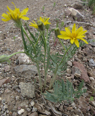 Crepis modocensis
