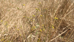 Bupleurum brachiatum