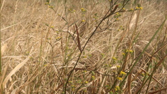 Bupleurum brachiatum