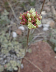 Eriogonum ovalifolium