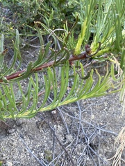 Leucospermum lineare