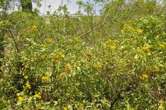 Flourensia thurifera