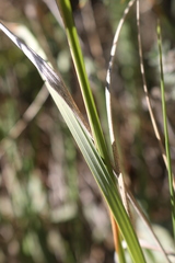 Brachypodium phoenicoides