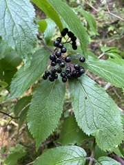 Sambucus racemosa melanocarpa