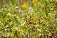 Flourensia thurifera