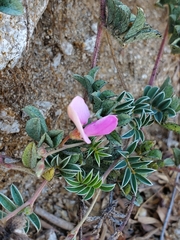 Tephrosia obovata